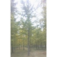 本基地常年供應(yīng)2-80公分實生銀杏樹