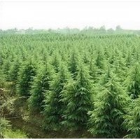供應雪松、油松、白蠟、五角楓