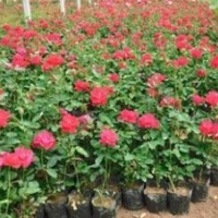 名貴大花月季苗批發(fā)月季花苗月季苗庭院花卉品種多