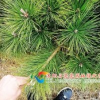 低價出售10-40公分黑松，油松地面