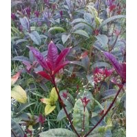 大量供應四季紅桂花苗