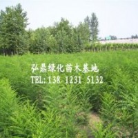 供應(yīng)國(guó)槐小苗，國(guó)槐小苗價(jià)格，國(guó)槐小苗品種齊全