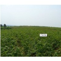 低價(jià)供應(yīng)句容樸樹小苗