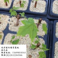 急出售紅楓容器苗20萬棵價格優惠