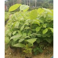 紫花風(fēng)鈴木，紫花風(fēng)鈴木苗，紫花風(fēng)鈴小苗