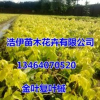 金葉復葉槭