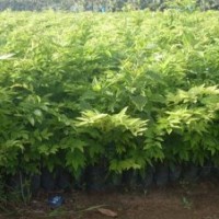 廣西黃花梨苗 海南黃花梨苗 廣西黃花梨苗供應商
