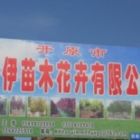 出售 紫葉稠李 金葉復葉槭 五角楓 密枝紅葉李 小苗