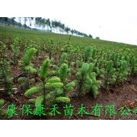康禾苗木直供二年生杯栽云杉苗20-35cm