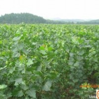 出售五角楓、杜仲苗、新疆楊、桐樹苗，杜梨苗、花椒苗、毛白楊
