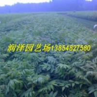 供應香椿苗，大棚香椿苗，香椿苗培育基地