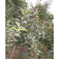 1-2公分大葉北美現有1-2公分大葉北美海棠20萬棵，珠穆朗瑪10萬棵