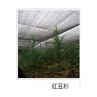 供應紅豆杉，桂花樹，羅漢松