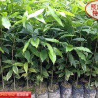 供應沉香苗