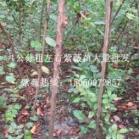 花木之鄉專業批發1公分粗紫薇苗紫薇花苗百日紅樹包成活發貨