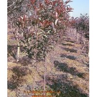 供應100-160cm紅葉石楠