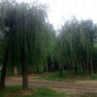 出售大規格垂柳