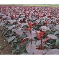 長(zhǎng)春密枝紅葉李、出售紫葉稠李、王族海棠