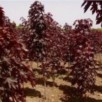 紅葉白蠟樹_價格0.5元