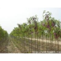 香花槐小苗|\3公分4公分5公分香花槐價格
