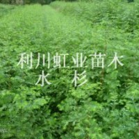 利川地徑0.8、1.0、1.5公分水杉苗最新報價