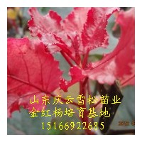 金紅楊特點及金紅楊開發前景