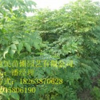 供應山東泰安欒樹 南欒 北欒 0.5-2公分