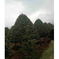 出售桂花、紫薇、羅漢松、金絲楠木、