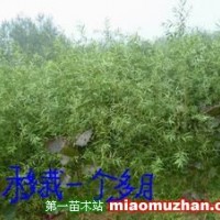 江蘇徐州供應(yīng)優(yōu)質(zhì)竹柳苗楊樹(shù)苗