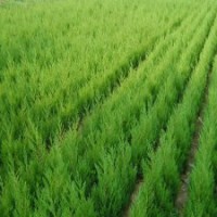 大量供應蜀檜、龍柏、