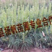 供應20-50公分營養杯華山松小苗，華山松小苗價格，山西華山松價