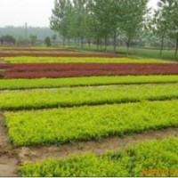我基地常年出售各種綠化苗木小苗：大葉黃楊小苗，冬青小苗，黃楊