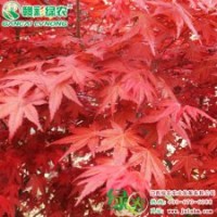彩樹綠化苗木日本紅楓 紅舞妓 紅楓小苗 紅楓樹苗