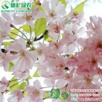 普賢象櫻 正宗櫻花小苗供應包成活