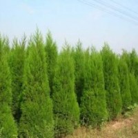 蜀檜_蜀檜價格_蜀檜批發廠家