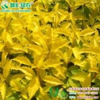 金葉連翹 連翅變異品種 花色艷麗 廣闊的發(fā)展前景