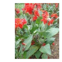 廣西美人蕉，紅花美人蕉，紫葉美人蕉供應(yīng)