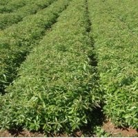 江西紫薇小苗比較多，杜英芽苗數量，香樟小苗基地，紅豆杉大小苗