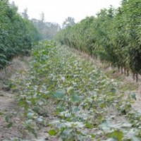 大量供應美國紅楓、龍柱碧桃，量大從優！