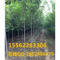 白臘小苗 白臘 規模種植 山東濟寧保國園林