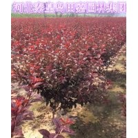秦皇島田嘉園林集團苗木調價中~~~~~~~~
