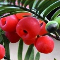 供應江西濕地松，江西馬尾松，江西青錢柳，紅豆杉
