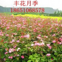 三年生豐花月季批發行情，賣豐花月季，豐花月季價格