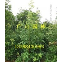 大量供應金絲楠木苗、紅豆杉苗、桂花苗、竹柏苗、銀杏苗