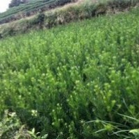 泉州羅漢松，泉州苗圃基地，供應(yīng)泉州羅漢松。