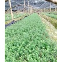 貴州紅豆杉，杉苗，濕地松，青楓，貴州求購木荷楓香苗，池杉批分