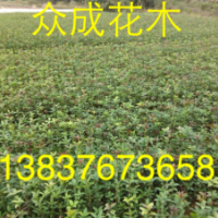 50公分高桂花苗，1米高桂花小苗，1公分桂花價格