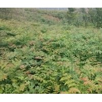 欒樹苗、欒樹小苗、一年生欒樹苗