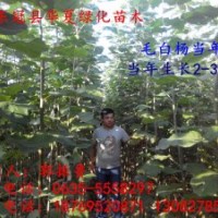 山東毛白楊小苗價(jià)格，山東毛白楊小苗供應(yīng)，山東毛白楊小苗種植信