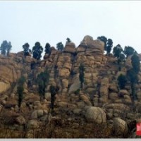 一.【苗木供應】丨【泰安】梁夫山農業基地